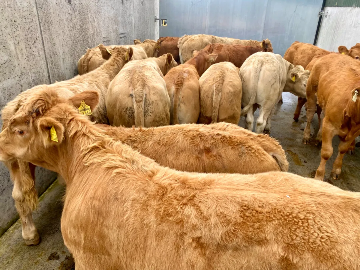 Champion Bull Weanlings - Image 1