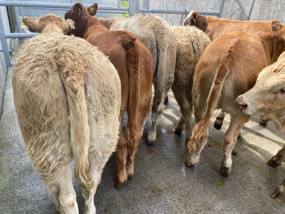 Runners Heifers - Image 4