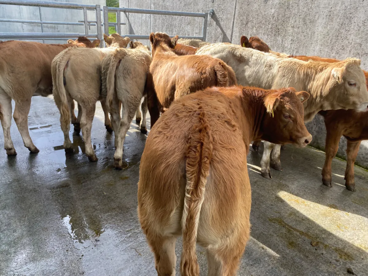 Runners Heifers - Image 1