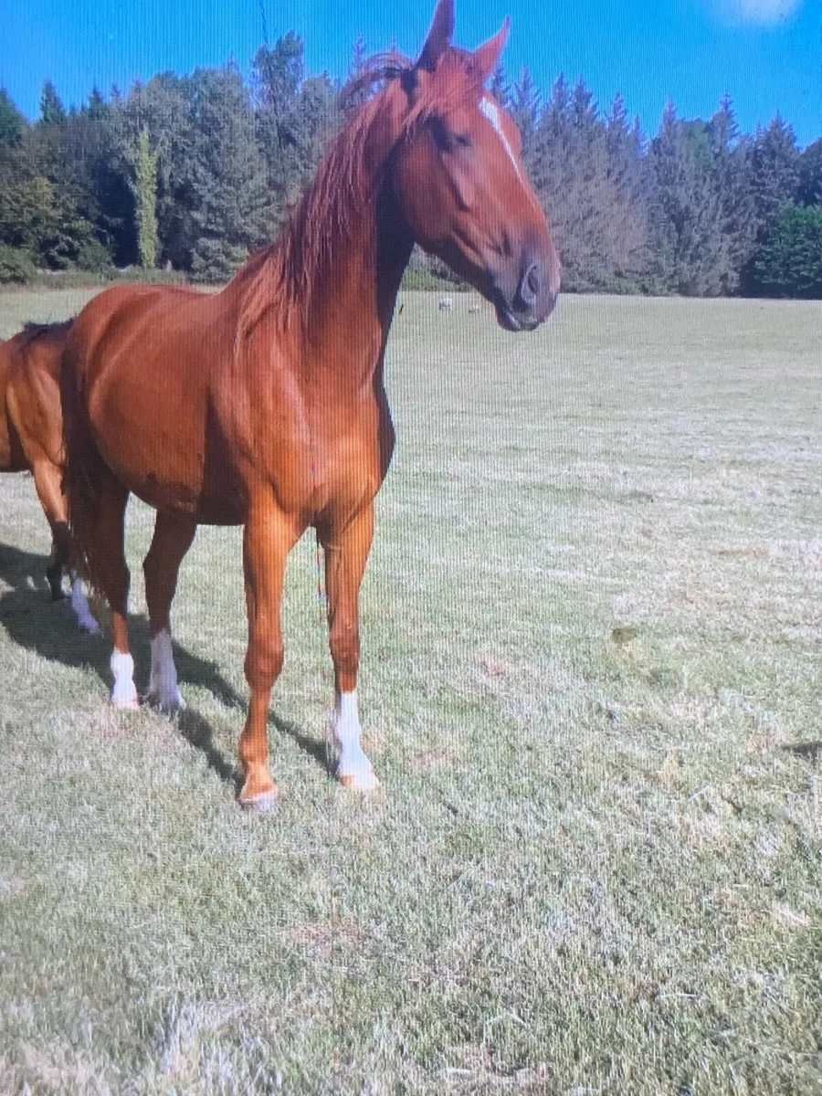 Quiet  3 yrs Ish gelding - Image 1