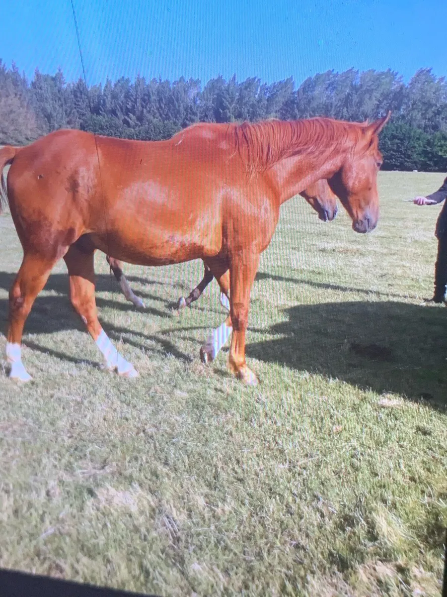 Quiet  3 yrs Ish gelding - Image 4