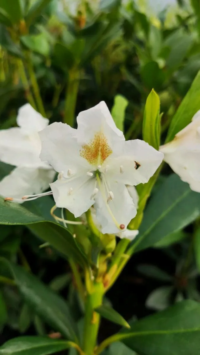 White Rhododendron Hedge just 12 euro - Image 1