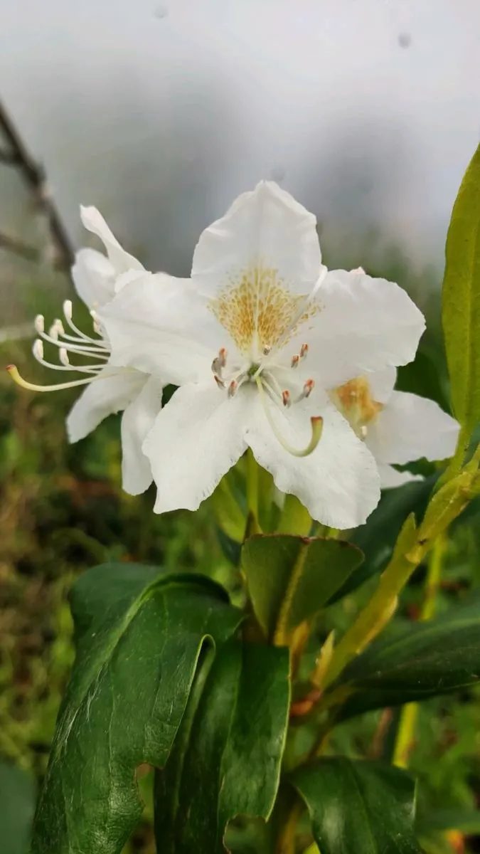 White Rhododendron Hedge just 12 euro - Image 2