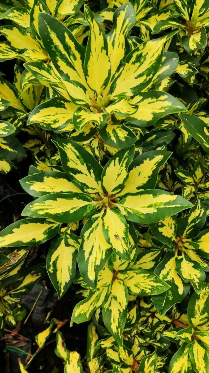 White Rhododendron Hedge just 12 euro - Image 3