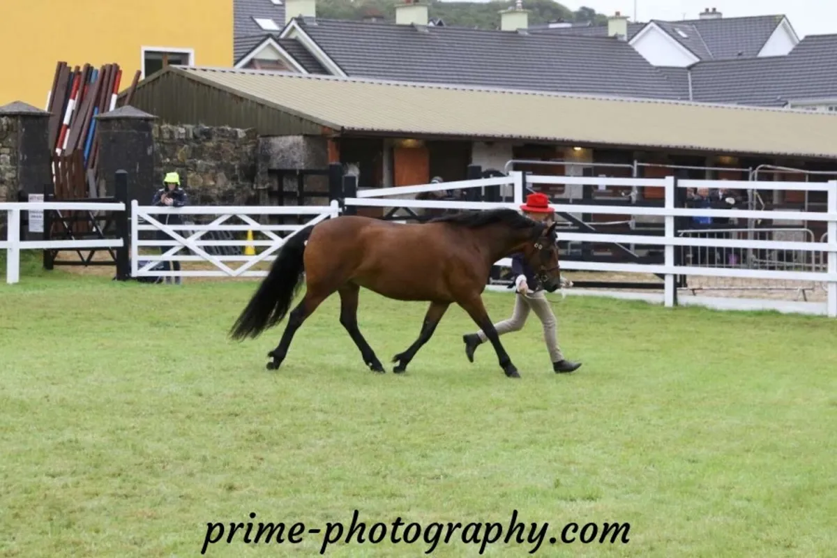 Breaking/schooling/stallion preparation - Image 3