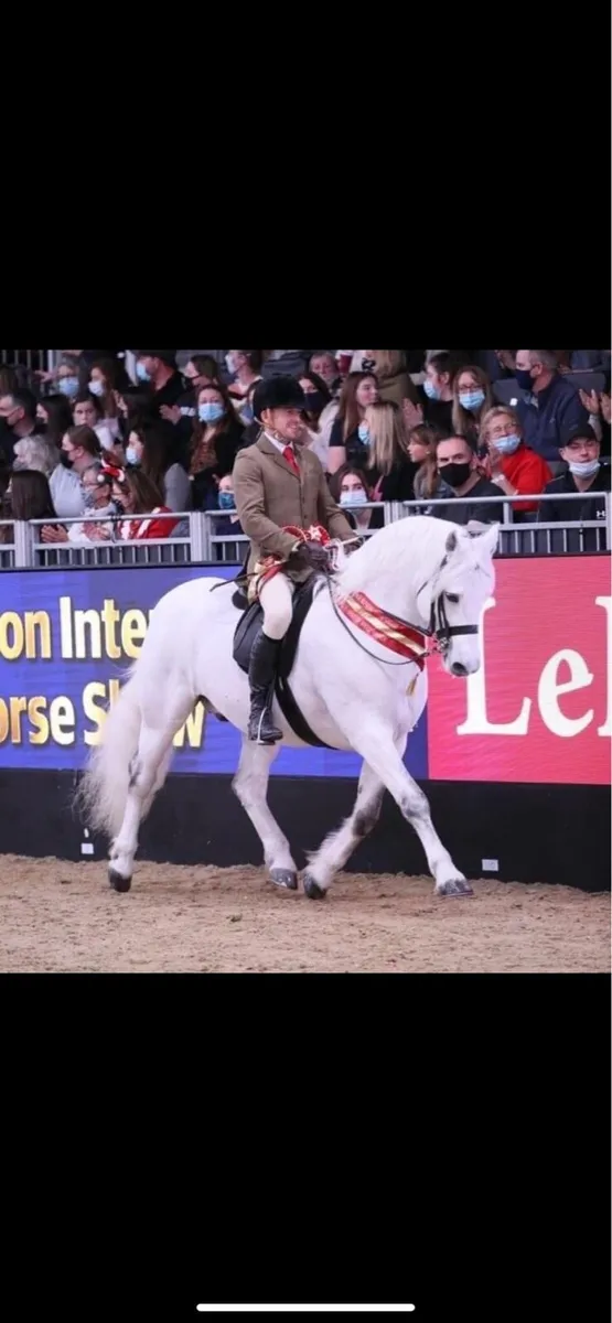 Breaking/schooling/stallion preparation - Image 1