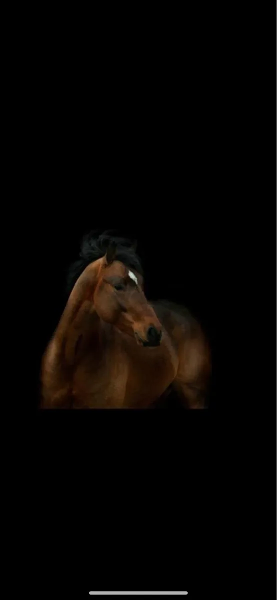 COLT/FILLIE inspections prep available - Image 4