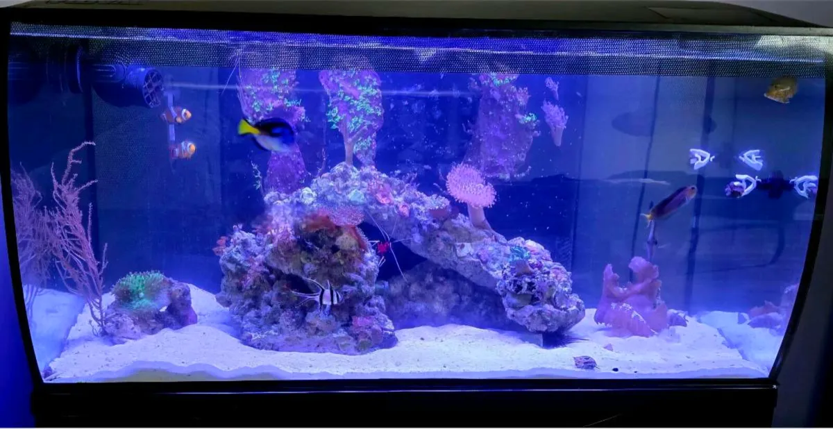 Marine Tank, fishes & equipment - Image 1