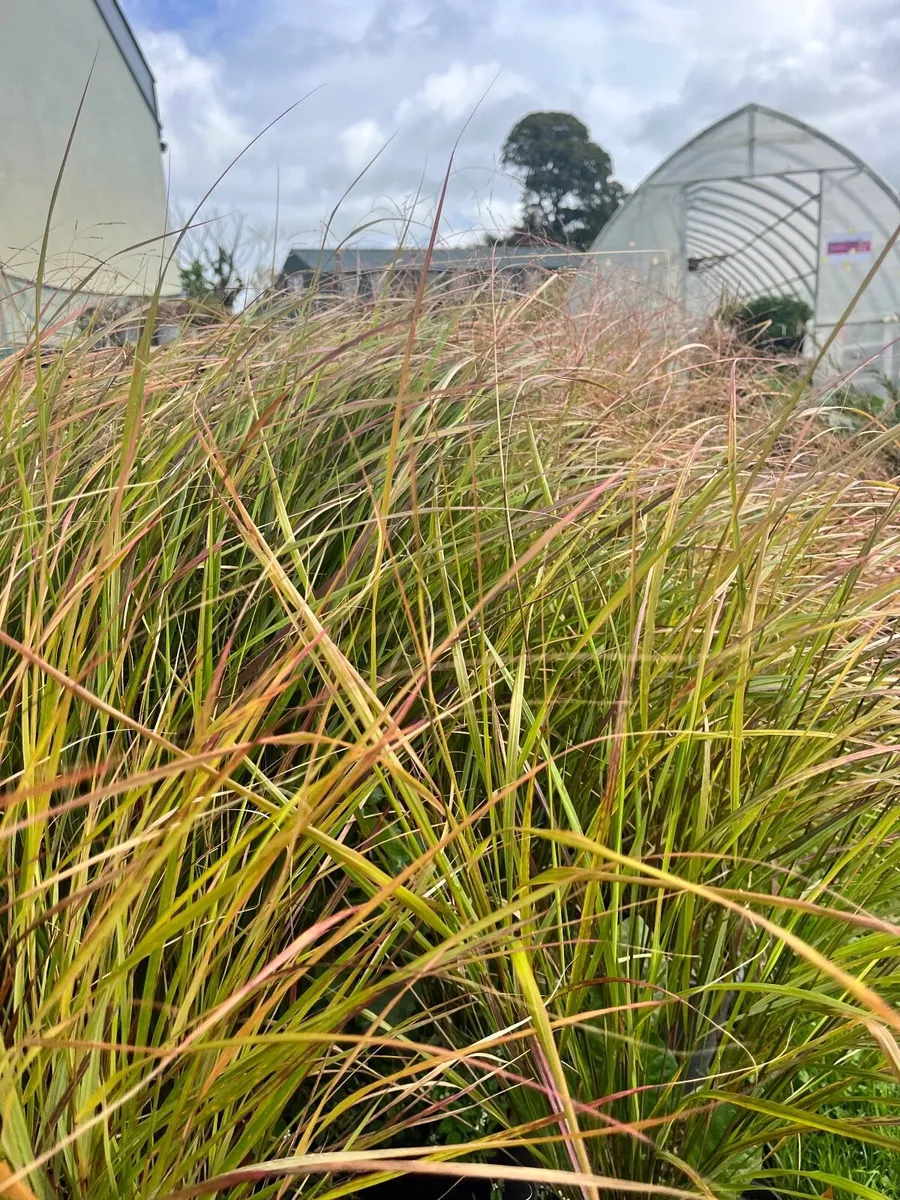 Ornamental Grasses & meadow flowers etc - Image 1