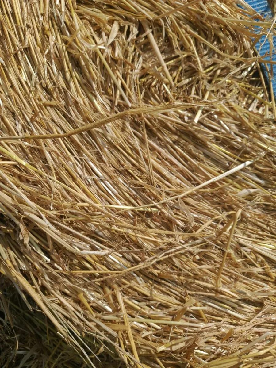 Barley straw - Image 1