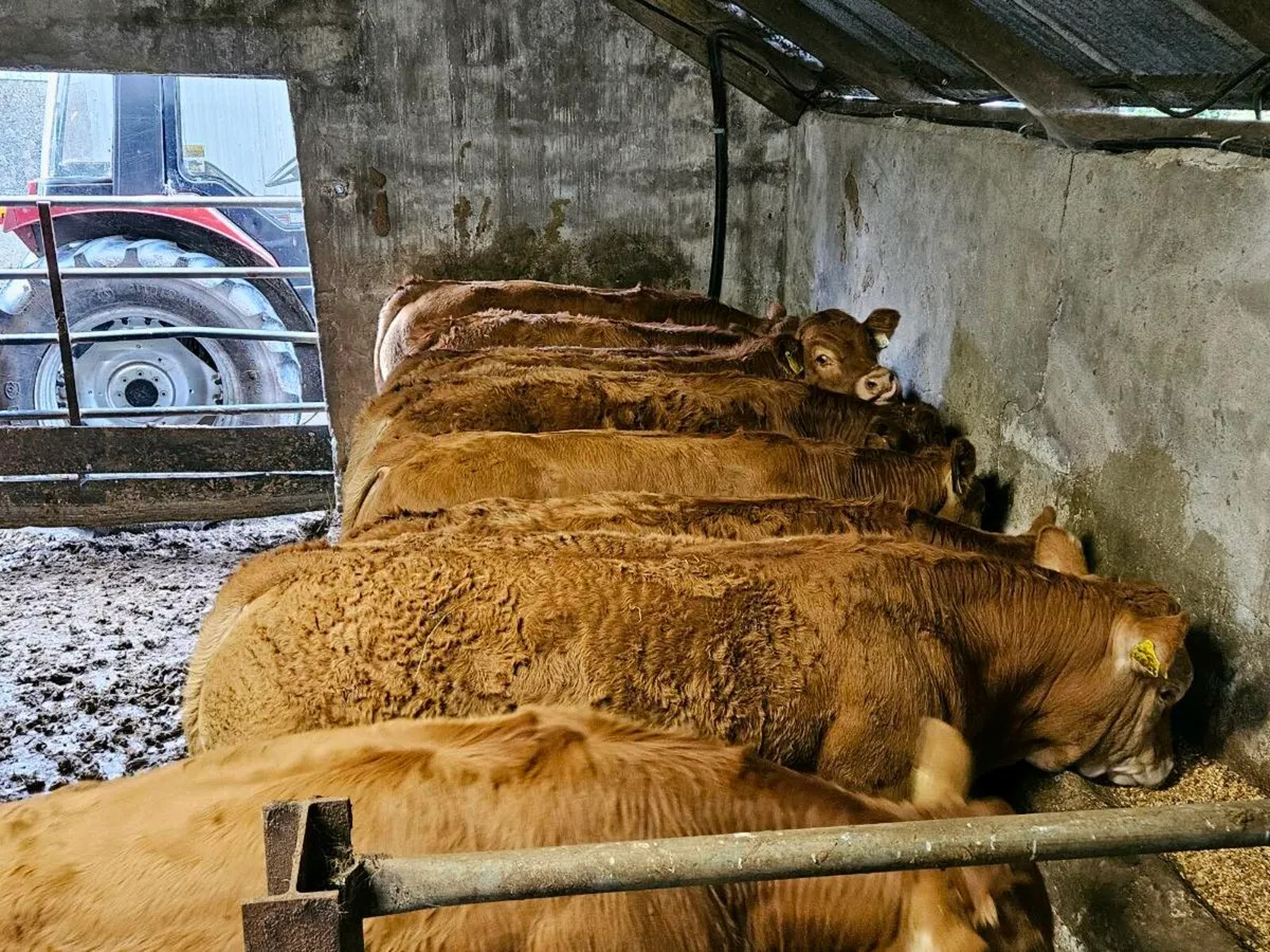 SOLD .Weanling Bulls. Super Limousin calves. for sale in Co. Mayo for €