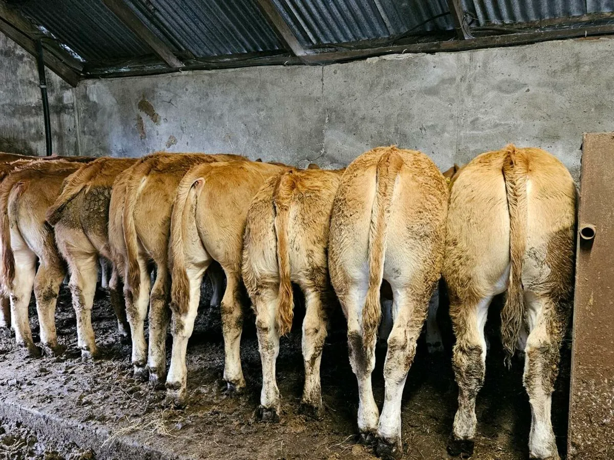 SOLD .Weanling Bulls. Super Limousin calves. for sale in Co. Mayo for €