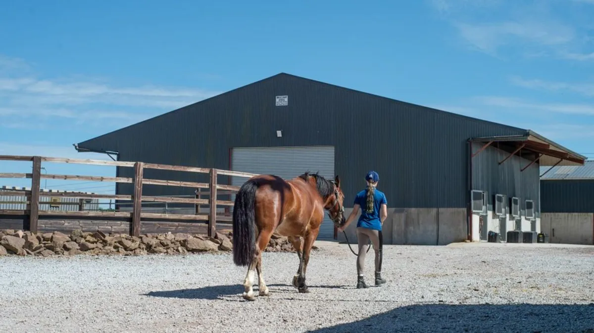 Livery @ Sycamore Hill Stables, Midleton - Image 3