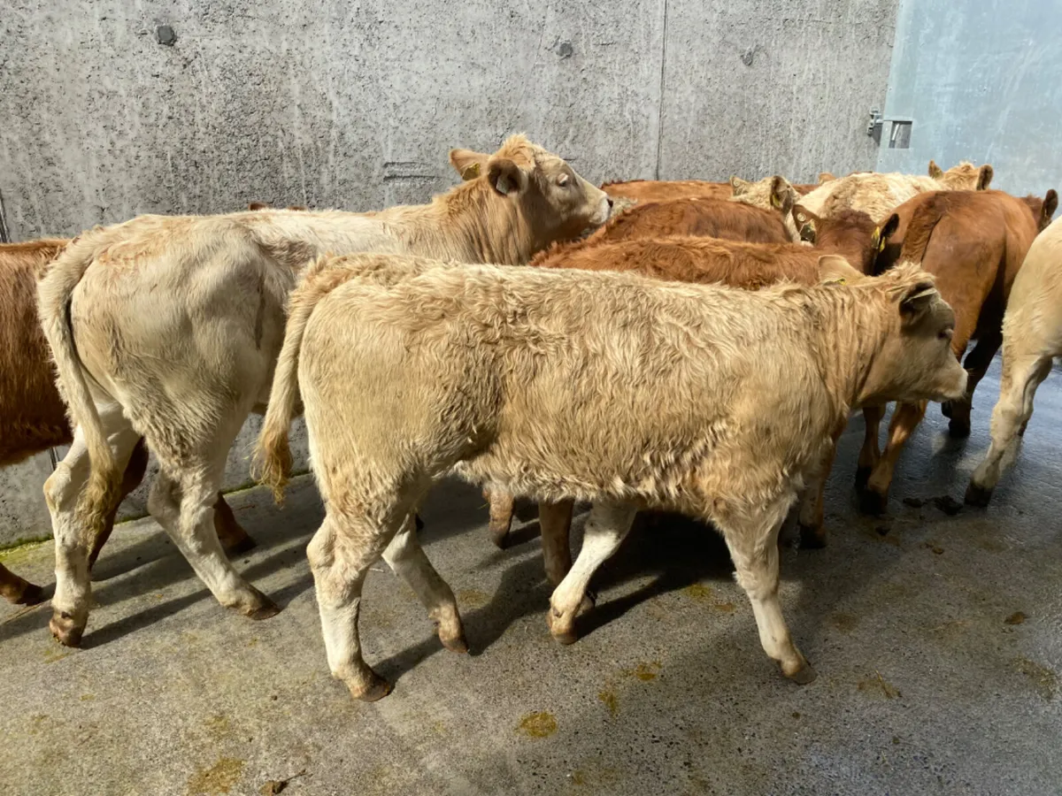 Runner Heifers - Image 1