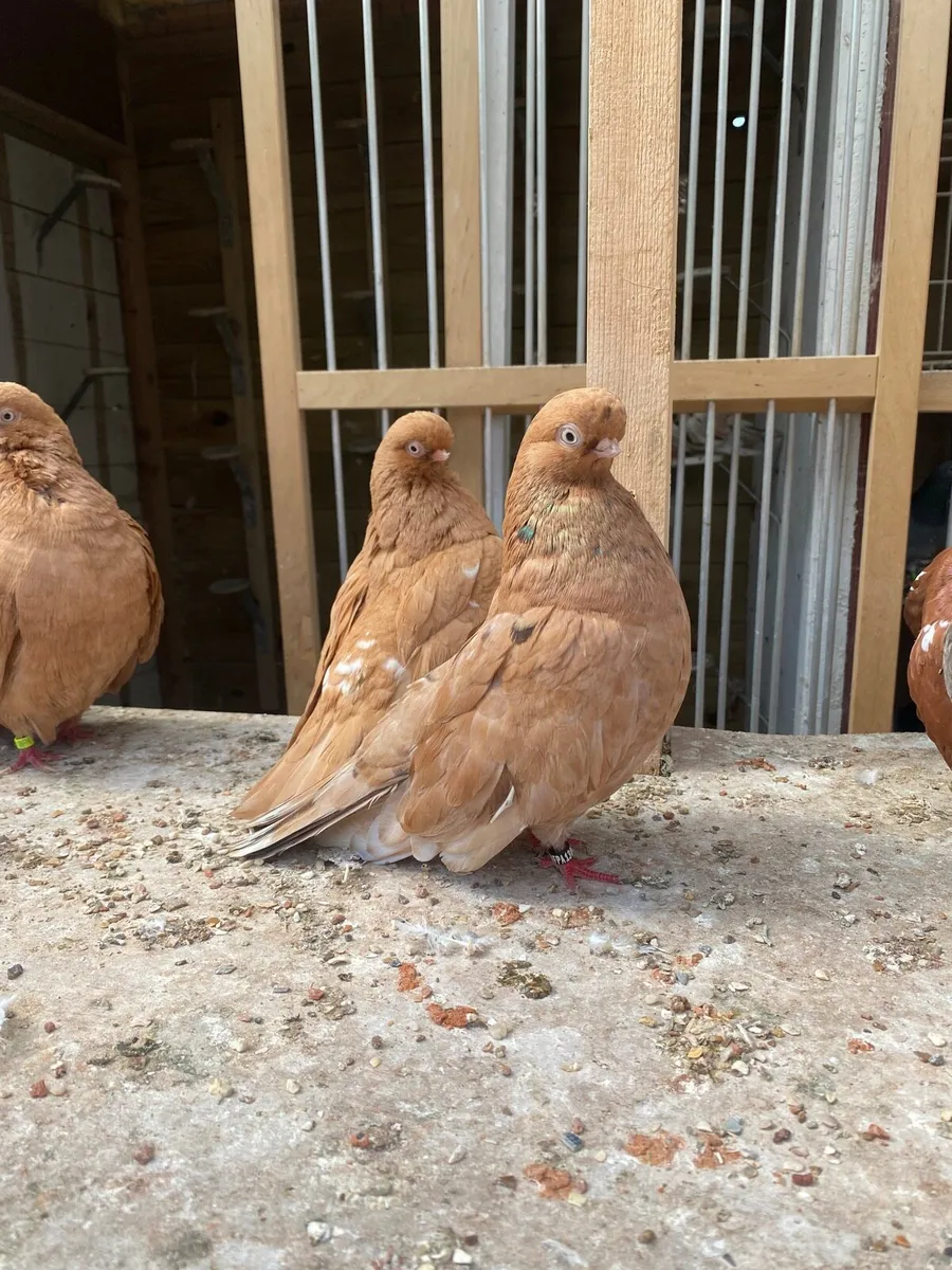 English Short Face Tumblers for sale in Co. Dublin for €30 on DoneDeal