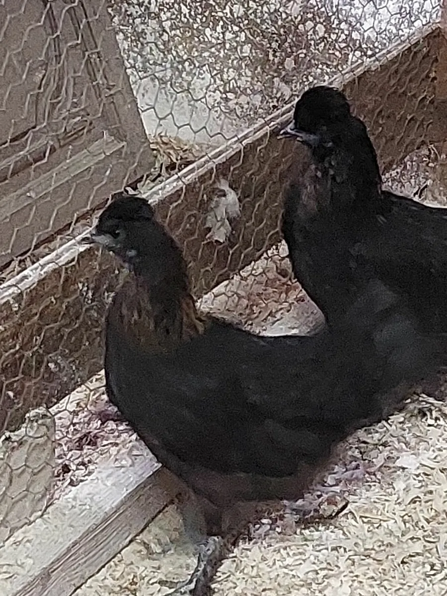 Pure bred large fowl - Image 3