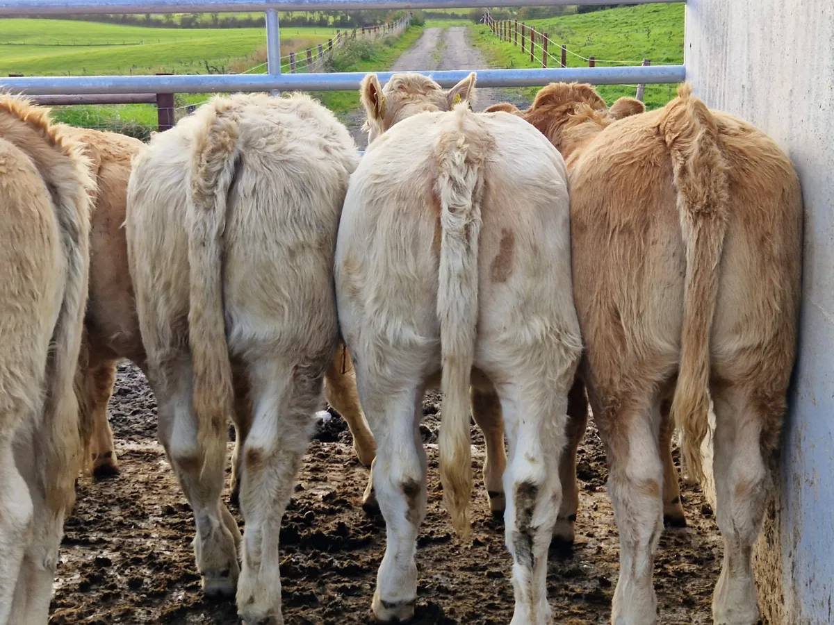 Smashing U Grade weanling Heifers - Image 1