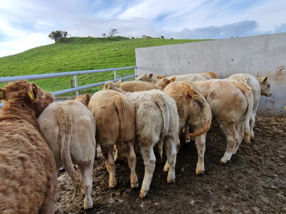 Smashing U Grade weanling Heifers - Image 3