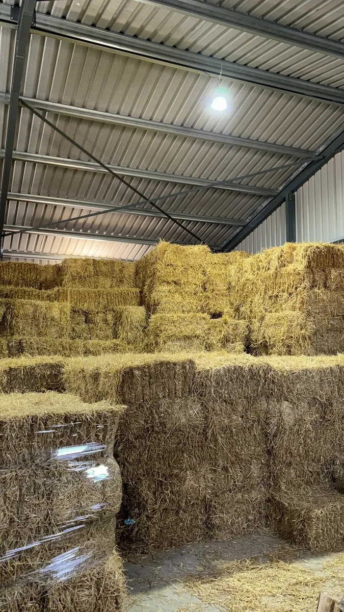 Small square bales of straw off the feild - Image 1