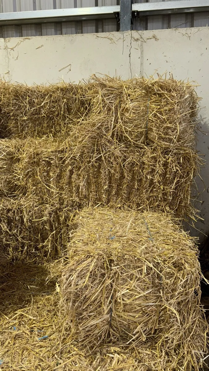 Small square bales of straw off the feild - Image 2