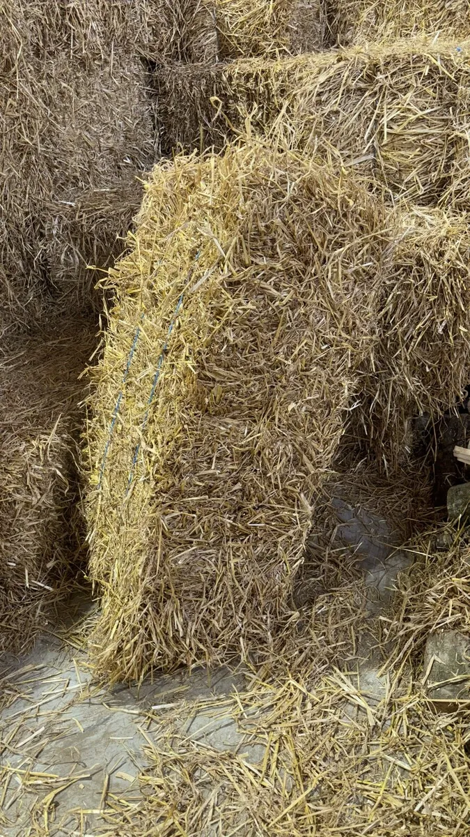 Small square bales of straw off the feild - Image 3
