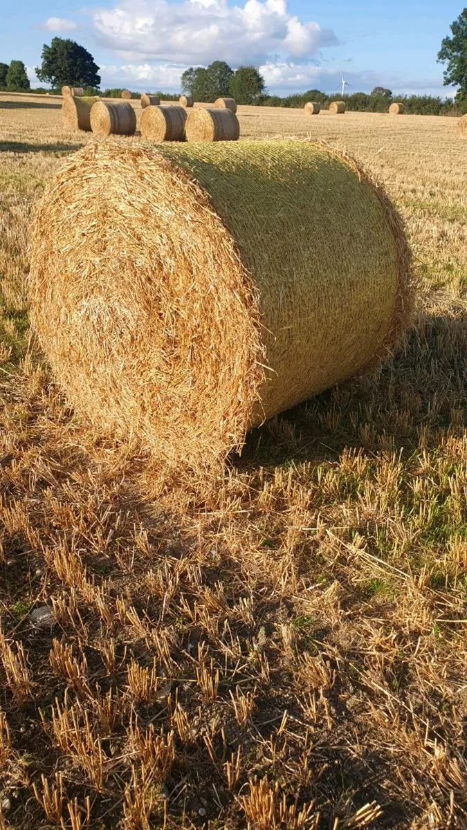 Barley Straw for sale in Co. Carlow for €30 on DoneDeal