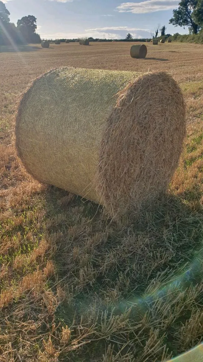 Barley Straw for sale in Co. Carlow for €30 on DoneDeal