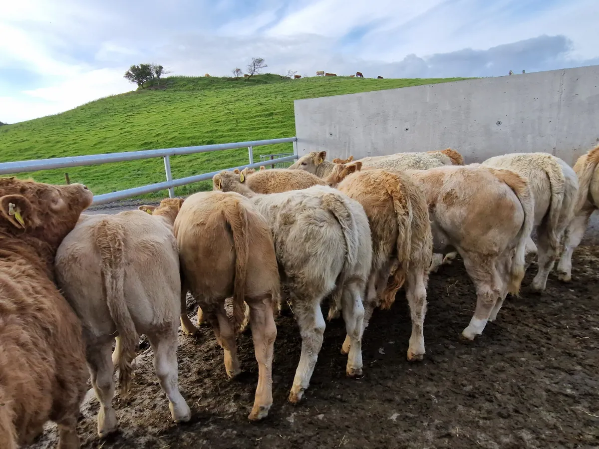 Exceptional Charolais Weanling Heifers. - Image 2