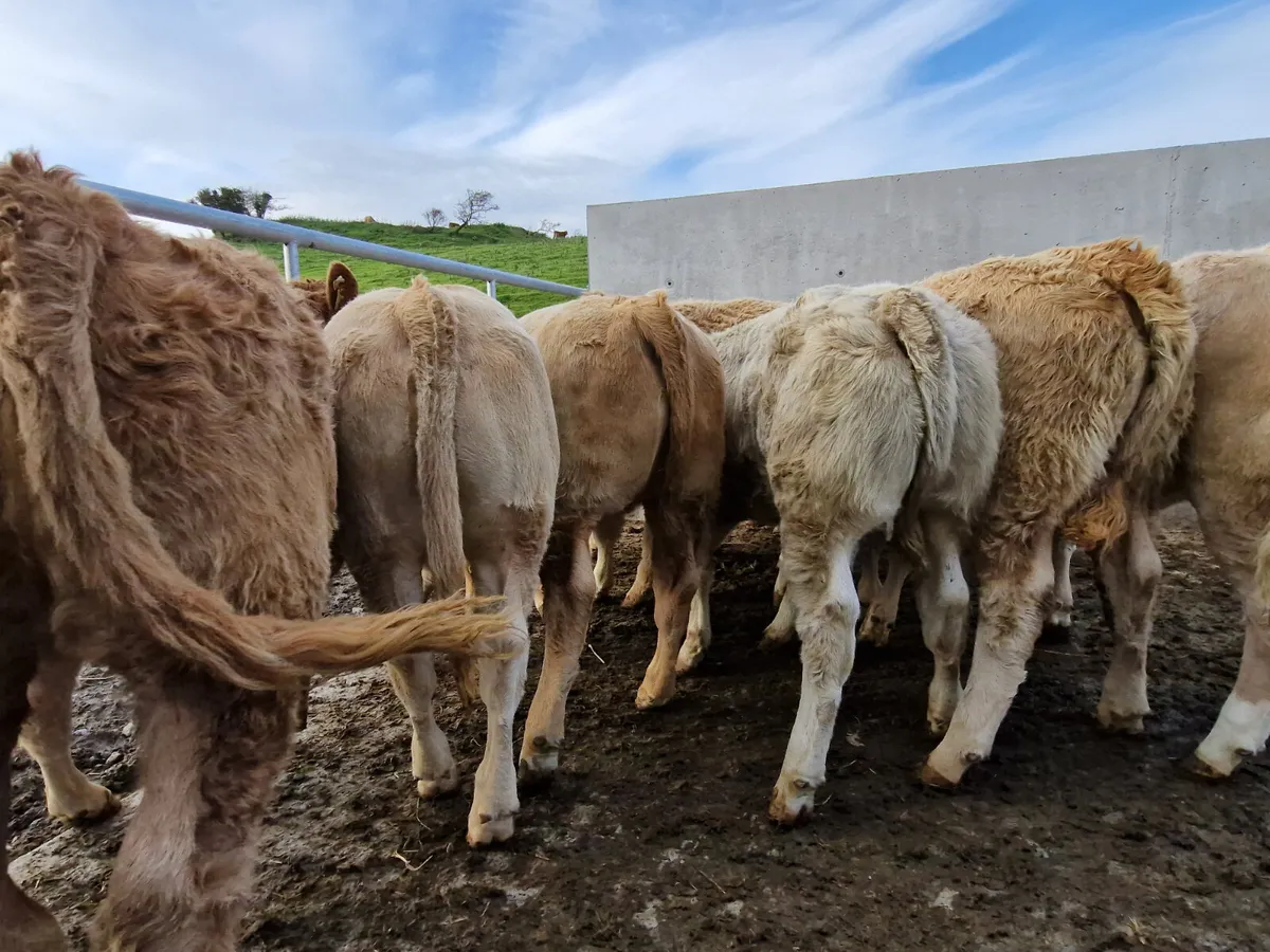 Exceptional Continental Heifers. - Image 1