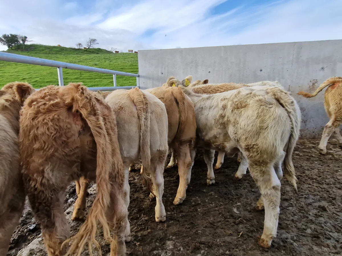 Exceptional Charolais Weanling Heifers. - Image 3