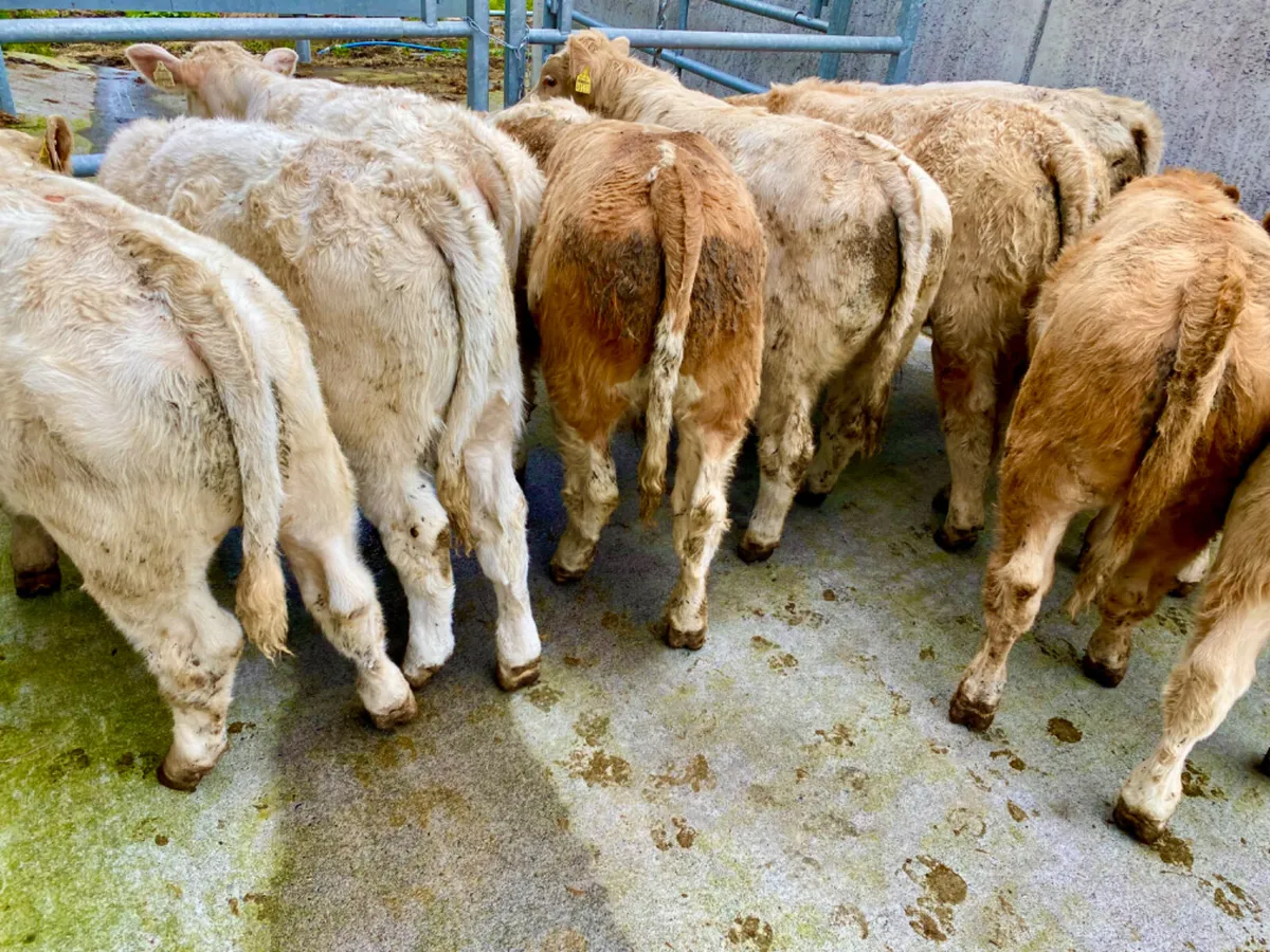 Super Charolais Bull Weanlings - Image 1