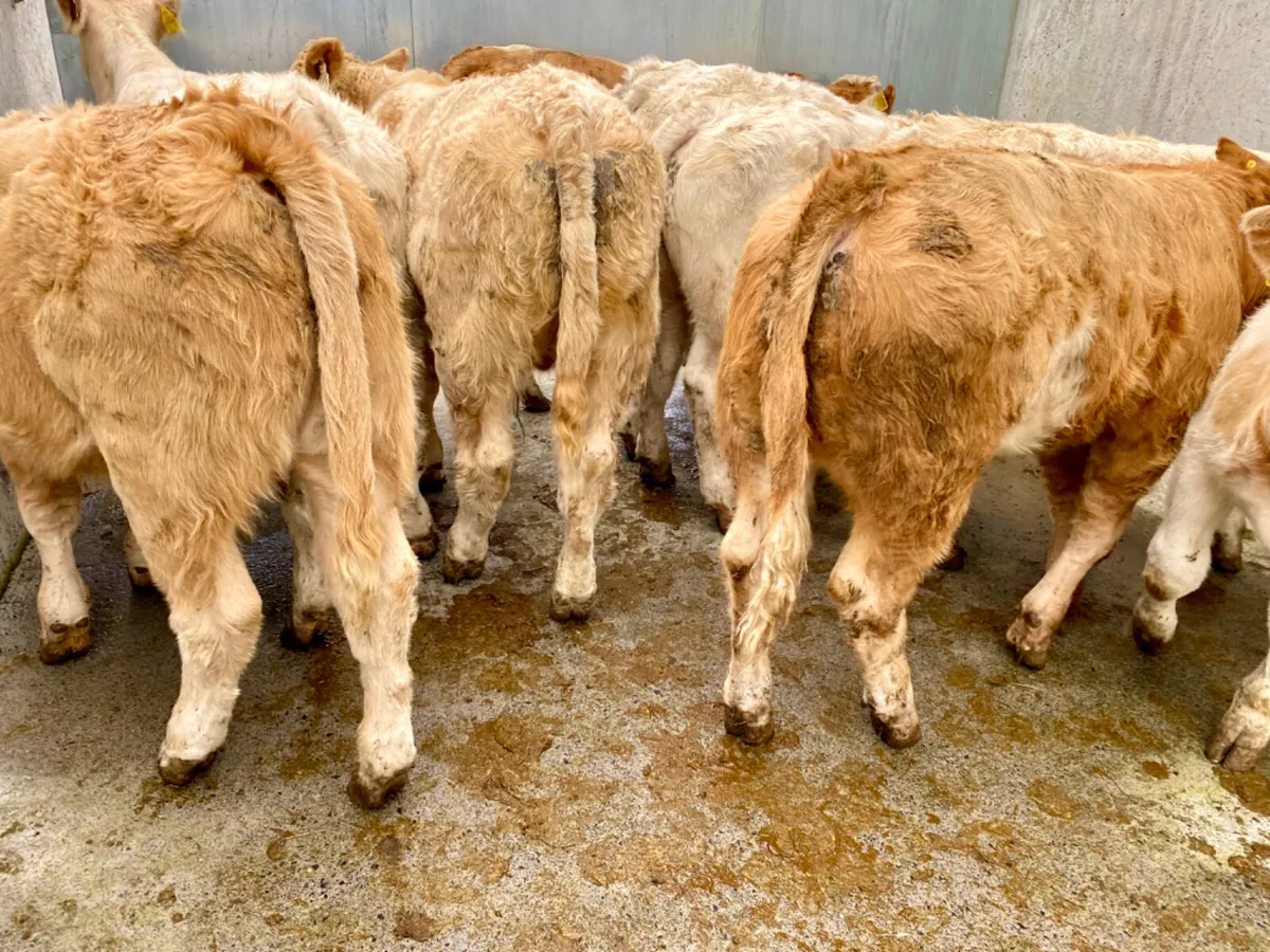 Super Charolais Bull Weanlings - Image 2