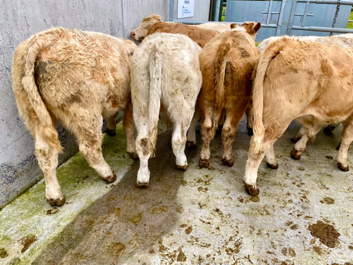 Super Charolais Bull Weanlings - Image 3