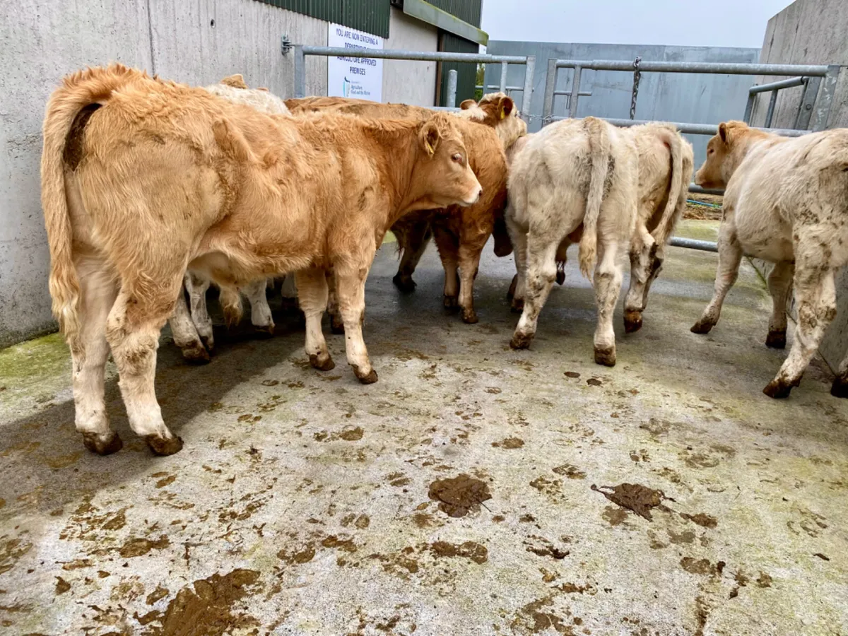 🏆 10 Super Charolais Bull Weanlings - Image 3