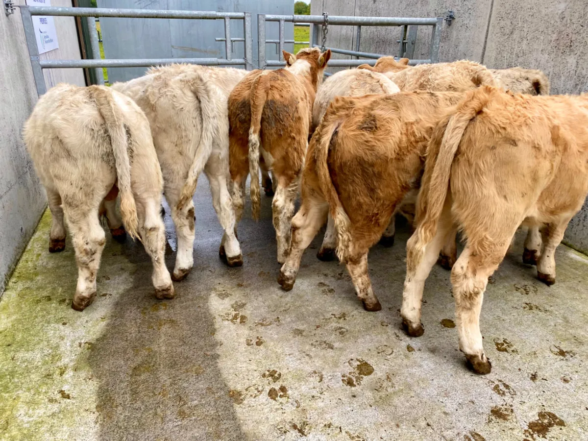 10 Charolais Bull Weanlings - Image 1