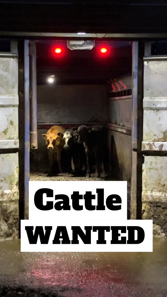 WANTED- cull & problematic livestock