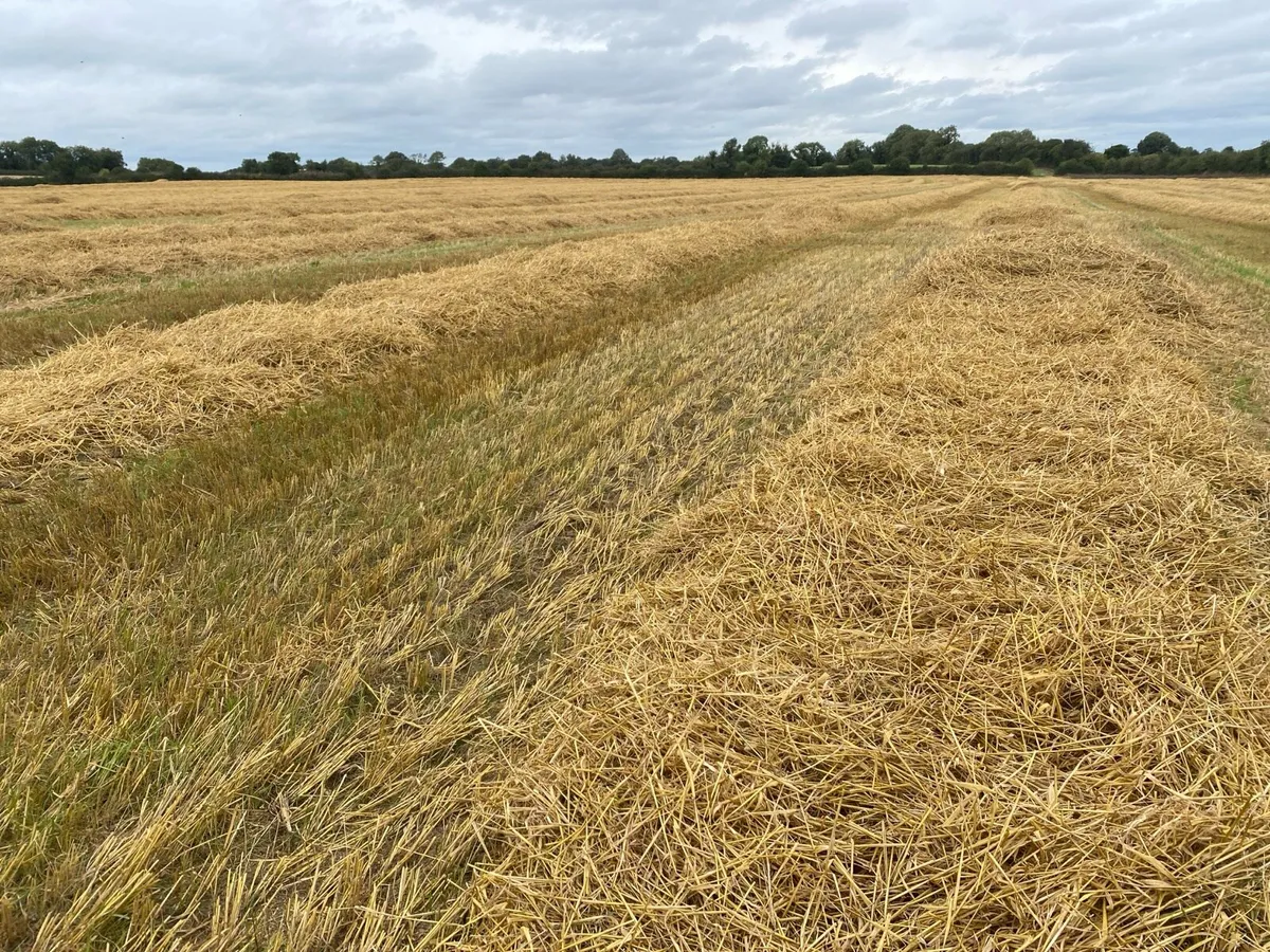 Small square bales Spring barley straw - Image 2