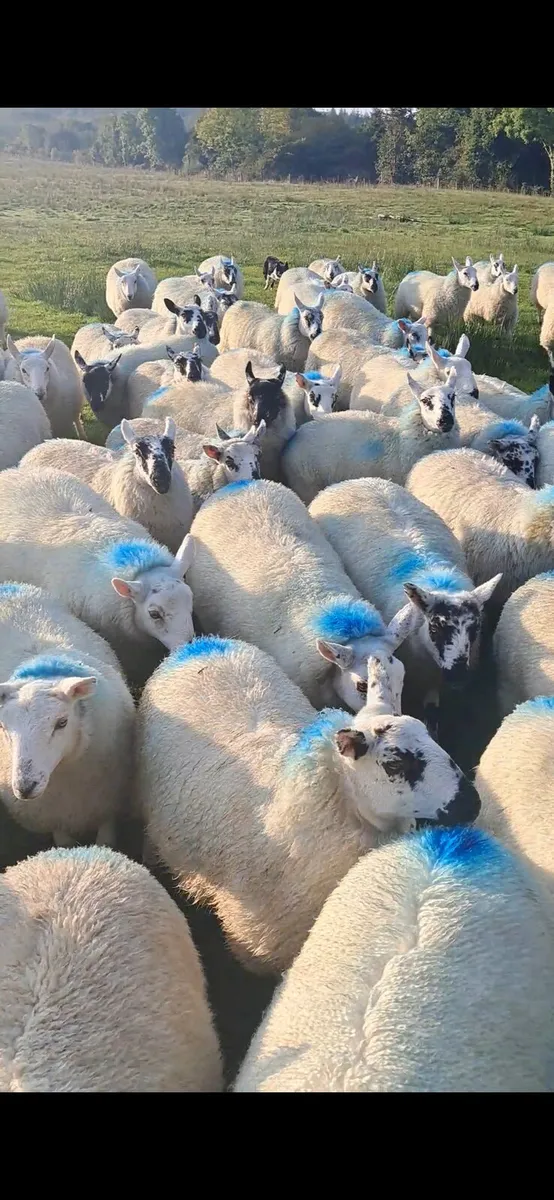 Breeding ewe lambs Dowra Mart 11/9/24 for sale in Co. Cavan for €123 on