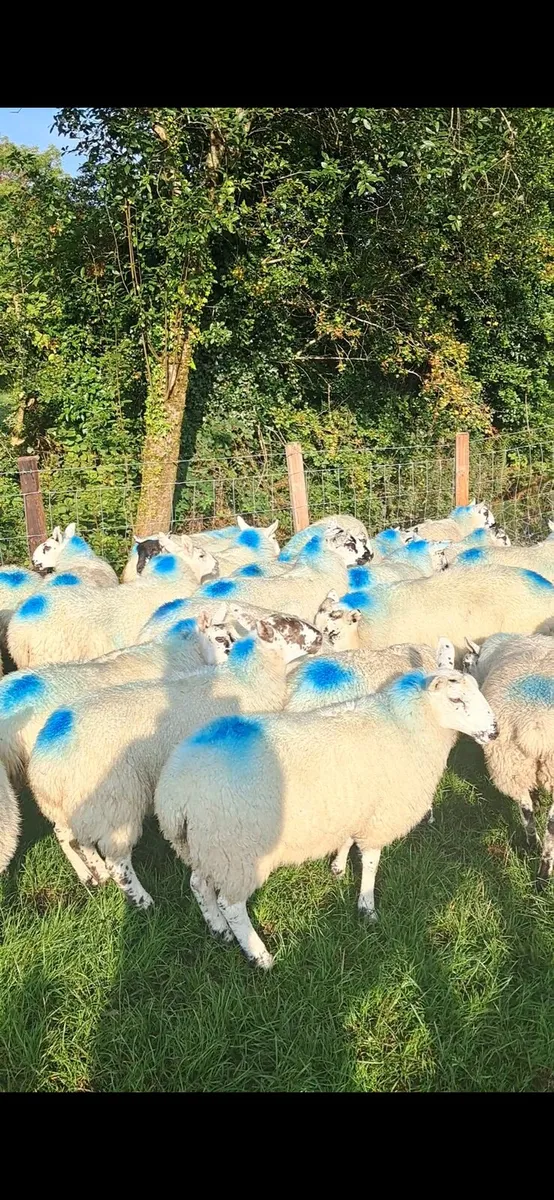 Breeding ewe lambs Dowra Mart 11/9/24 for sale in Co. Cavan for €123 on