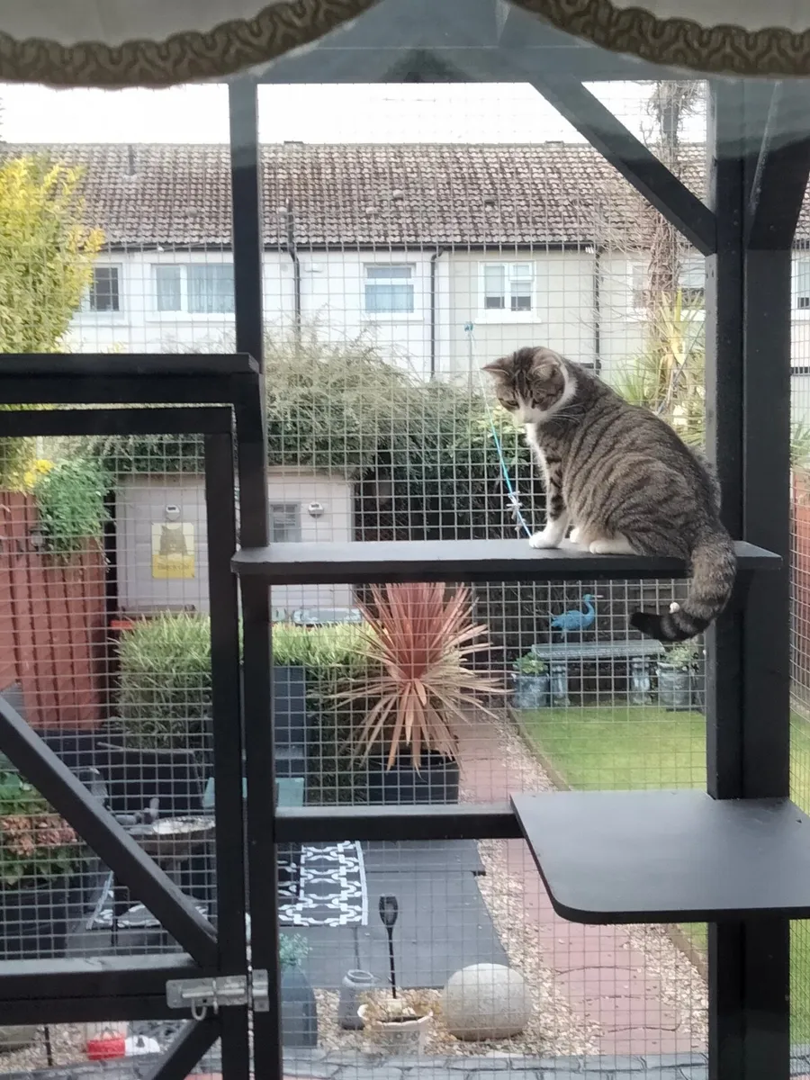 Catio / Cattery - Image 1