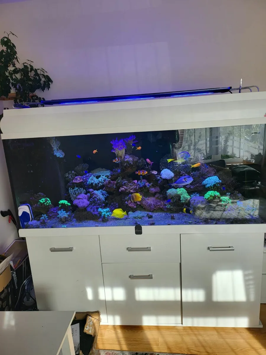 Marine Fish Tank - Image 1