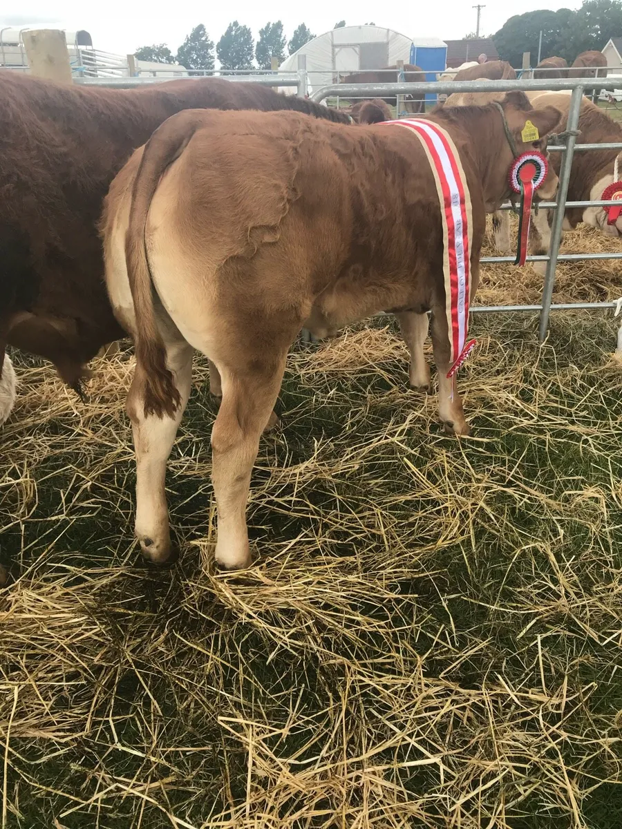 Bovine Pregnancy scanning service - Image 2