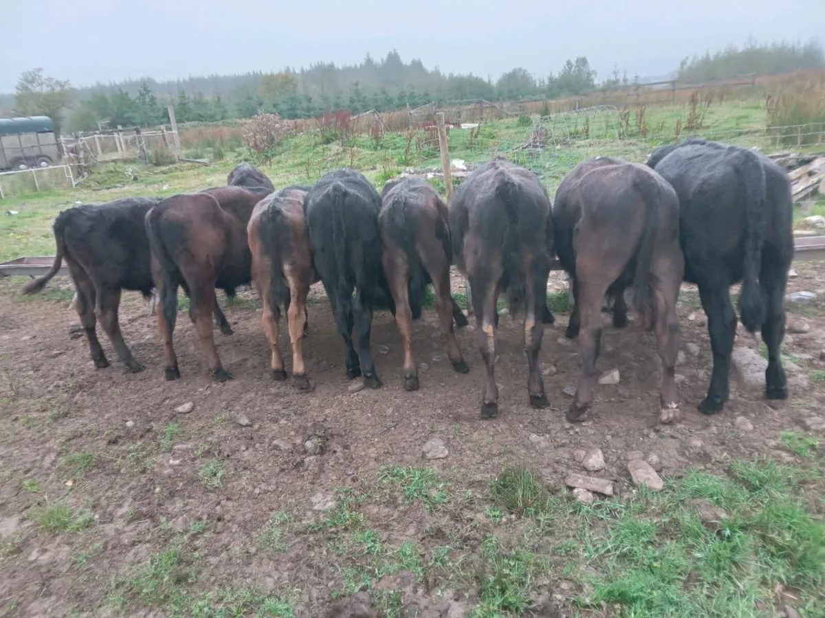 9 Angus bull calves Aberdeen Angus x for sale in Co. for €111 on DoneDeal