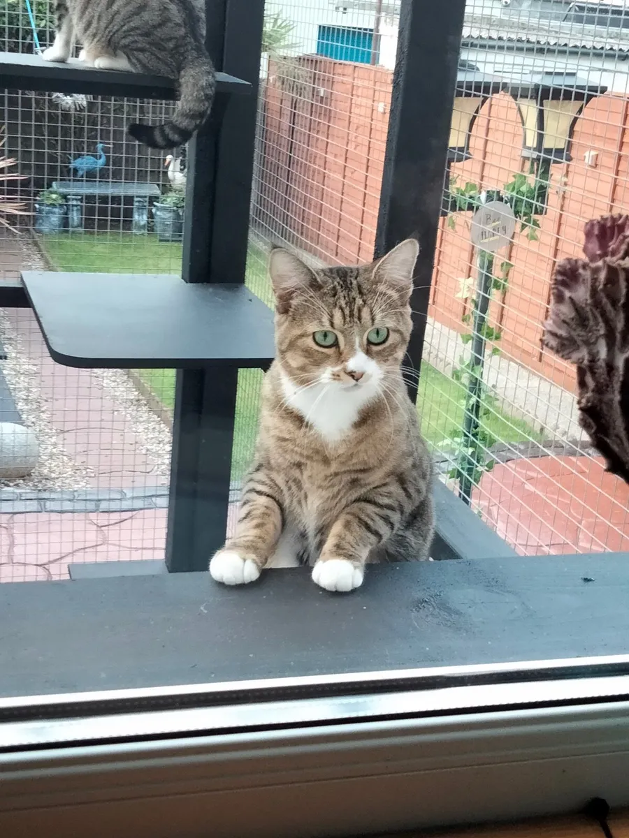 Catio / Cattery - Image 1