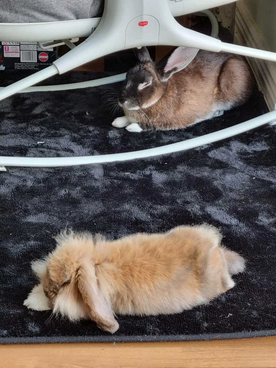 Rabbits looking for a forever home *FREE* for sale in Co. Carlow for €1 ...