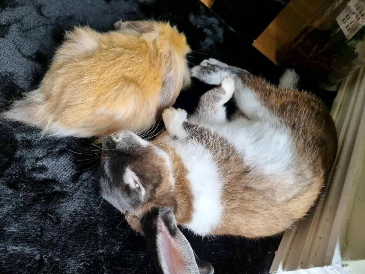 Rabbits looking for a forever home *FREE* for sale in Co. Carlow for €1 ...