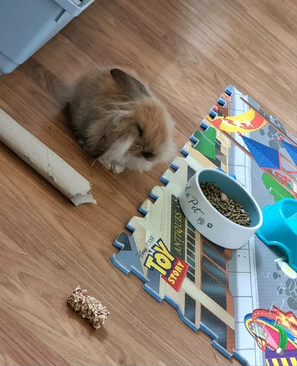 Rabbits looking for a forever home *FREE* for sale in Co. Carlow for €1