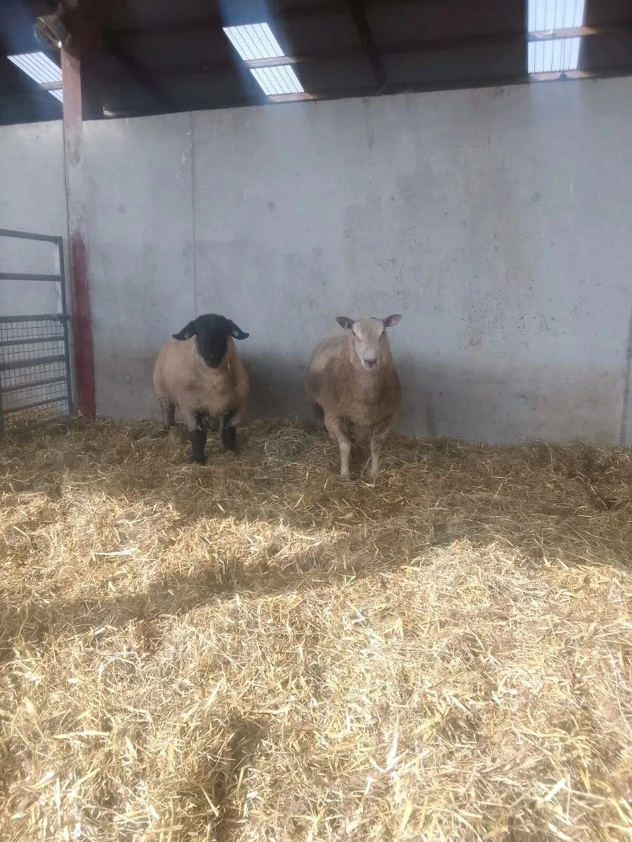 Rams &lamb rams for sale for sale in Co. Cork for €500 on DoneDeal