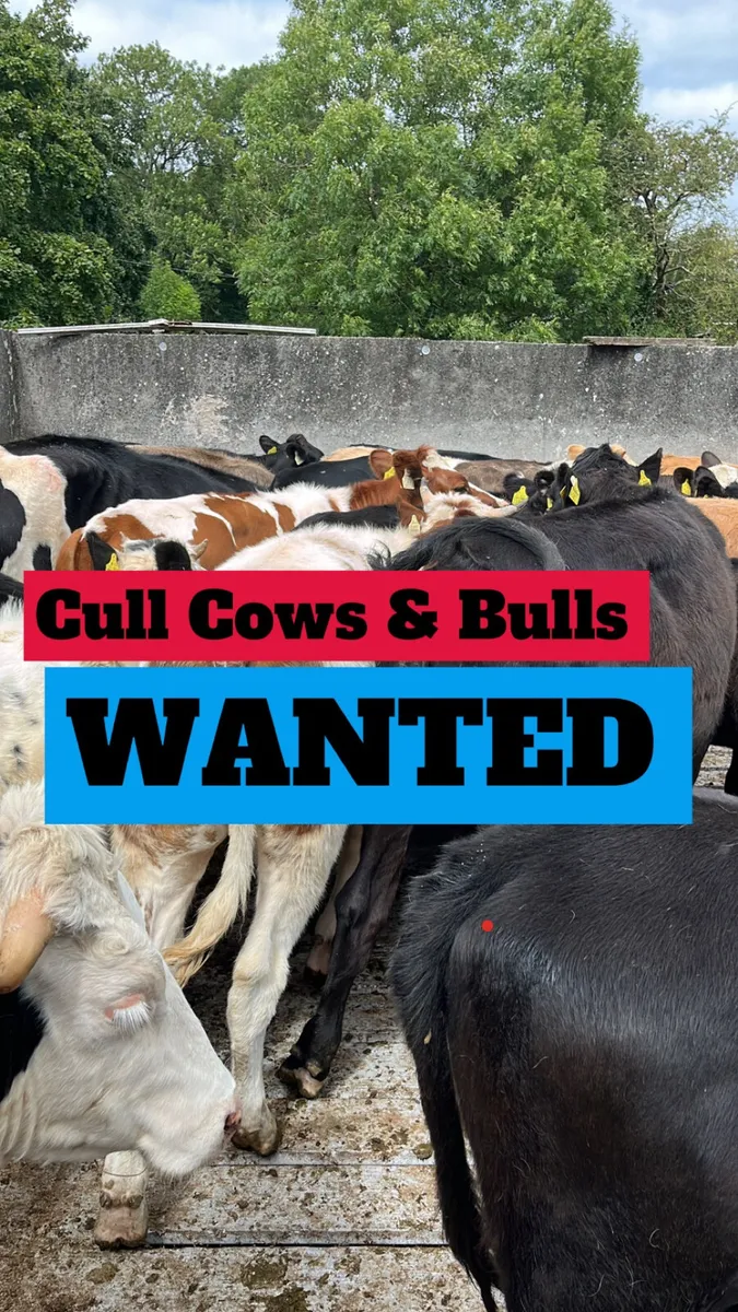 WANTED- Cull & Problematic cattle