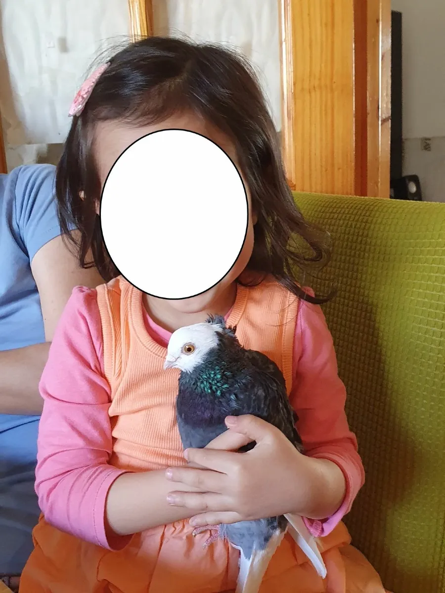 Hand reared Pet Pigeons - Image 2